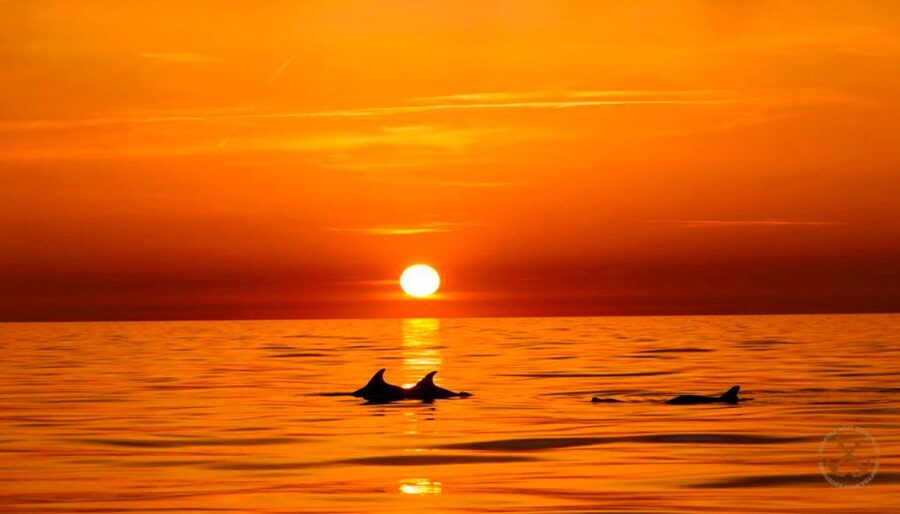 Pula: National Park Brijuni Dolphin Cruise with Dinner - Key points at a glance