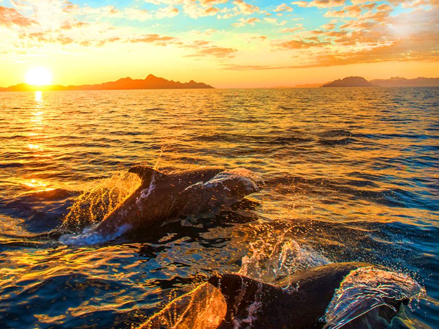 Pula: National Park Brijuni Dolphin Cruise with Dinner - Pula’s easiest way to combine dolphins and dinner