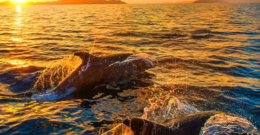 Pula: National Park Brijuni Dolphin Cruise with Dinner - Sailing toward Fažana and Brijuni National Park