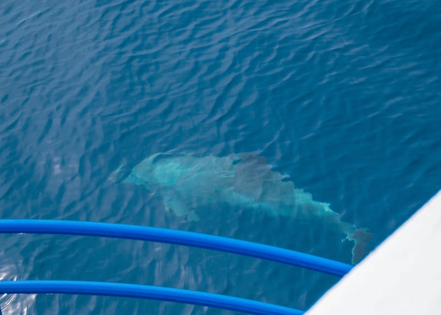 Pula: Private Dolphins & Sunset Tour With Dinner & Drinks - Should you book it?