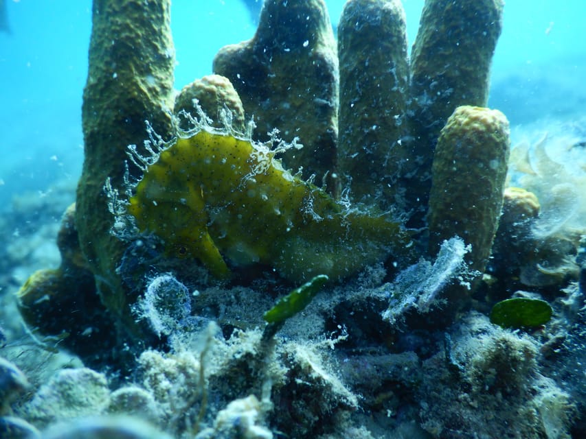 Pula: Private Introduction to Scuba Diving - Should you book Pula’s private scuba introduction?