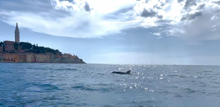 Rovinj: BUBA SUNSET KAYAK, snorkeling&driknks incuded - From Porton Biondi to Rovinj’s Evening Coast
