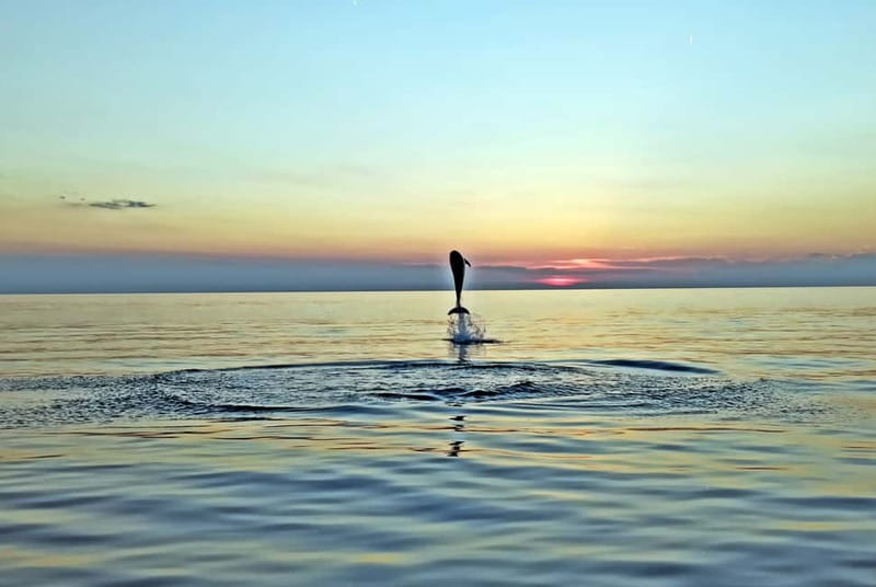 Rovinj: Dolphin Watching Sunset Speedboat Tour with Drinks - Key points to know before you book