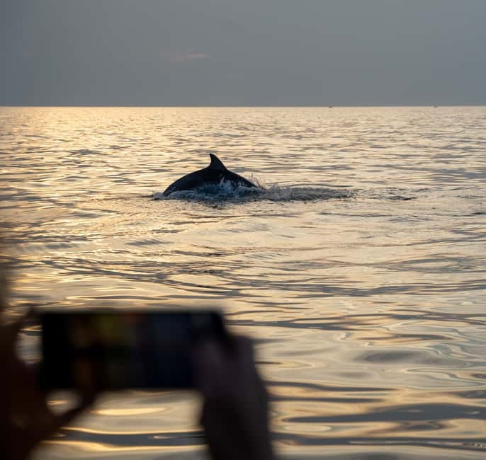 Rovinj: Dolphin Watching Sunset Speedboat Tour with Drinks - The 45-minute dolphin search