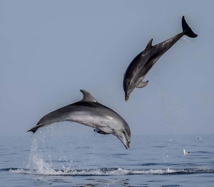 Rovinj: Dolphin Watching Sunset Speedboat Tour with Drinks - Starting from Rovinj’s harbor