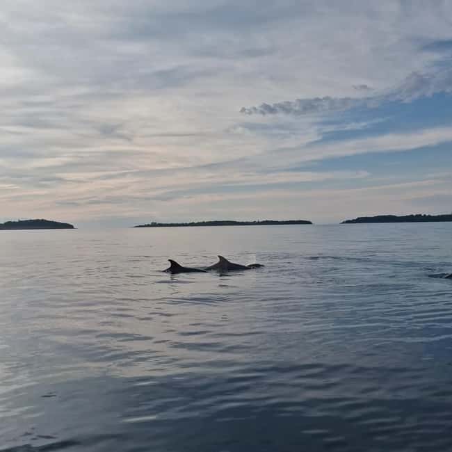 Rovinj: Shared Dolphin and Sunset Tour with Drinks - Key points to know before booking