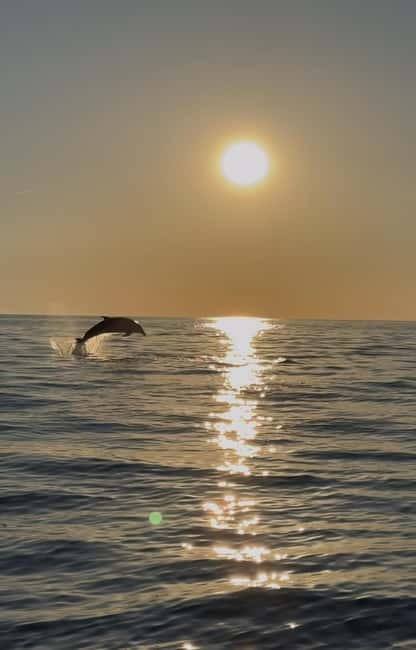 Rovinj: Shared Dolphin and Sunset Tour with Drinks - Searching for dolphins for about 45 minutes