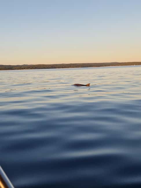 Rovinj: Shared Dolphin and Sunset Tour with Drinks - Picking the best departure point