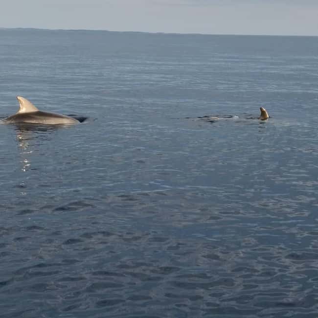 Rovinj: Shared Dolphin and Sunset Tour with Drinks - Who will enjoy this shared boat tour