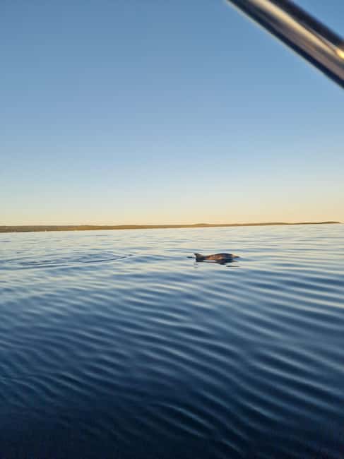 Rovinj: Shared Dolphin and Sunset Tour with Drinks - What to bring and how to prepare