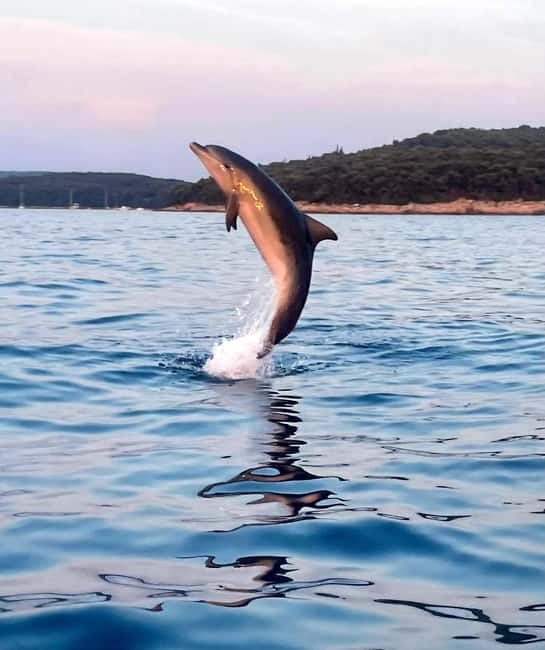 Rovinj: Shared Dolphin and Sunset Tour with Drinks - The speedboat ride takes about 10 minutes
