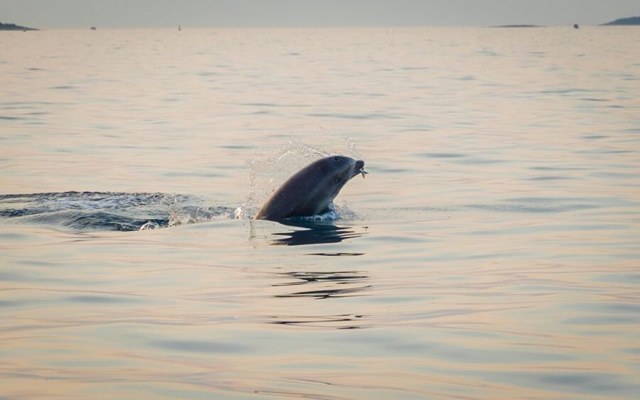 Rovinj: Sunrise Dolphins & Fishermen at Work Speedboat Tour - Key points to know before booking