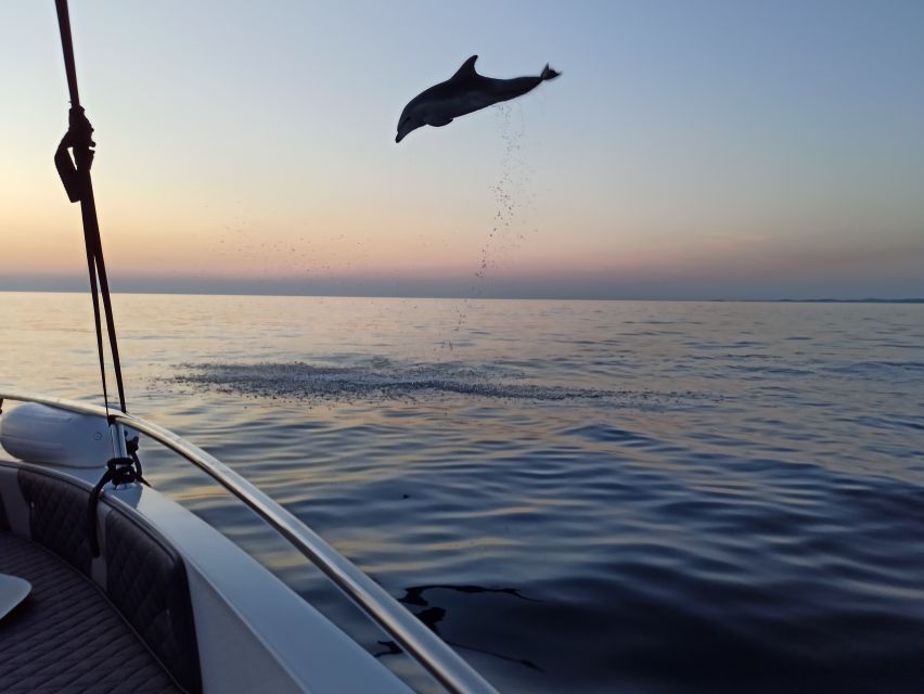 Rovinj: Sunrise Dolphins & Fishermen at Work Speedboat Tour - Who will enjoy this most?