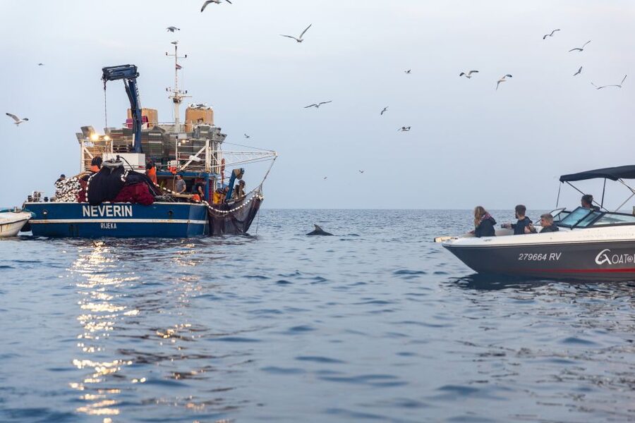 Rovinj: Sunrise Dolphins & Fishermen at Work Speedboat Tour - At the fishing boats: dolphins and working nets