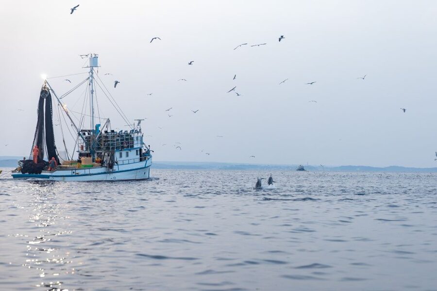 Rovinj: Sunrise Dolphins & Fishermen at Work Speedboat Tour - Is $93 a fair price?