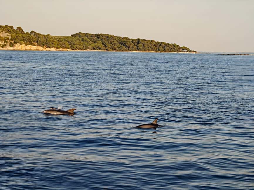 Rovinj: Sunset & dolphin group tours with Catamaran - Private celebrations and custom outings