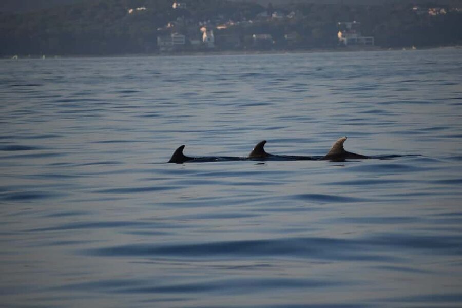 Rovinj: Sunset & dolphin group tours with Catamaran - Food, timing, and what to bring