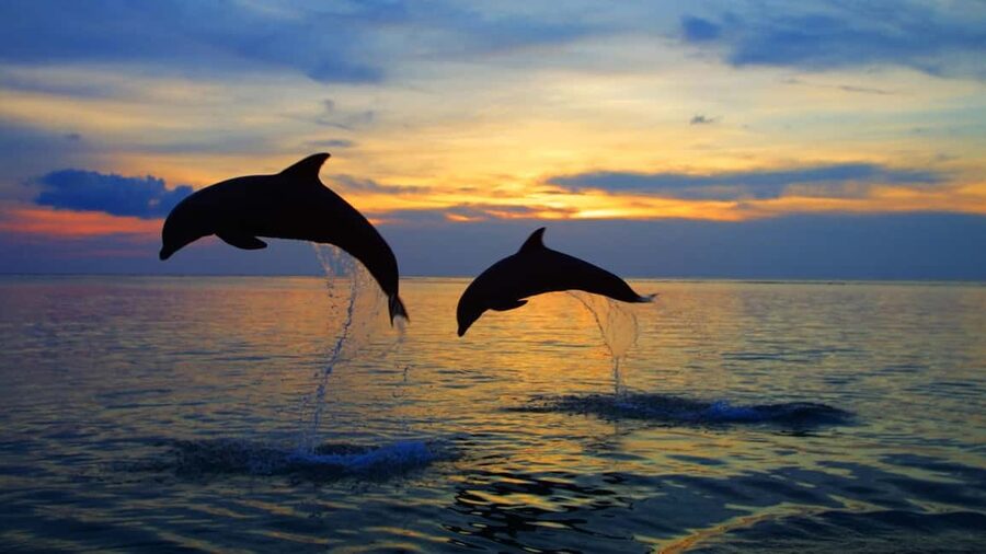 Rovinj: Sunset Speedboat Tour with Dolphin Watching - Leaving Villas Rubin for the Rovinj coast