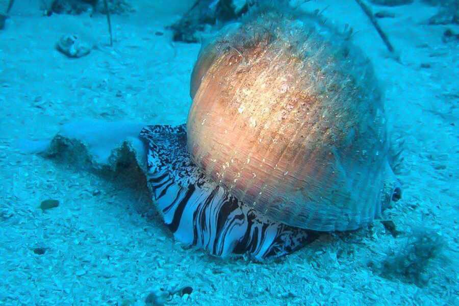 Scuba Diving in Dubrovnik: 1 Dive for Certified Divers - Bezdan and the remains of the Aurora