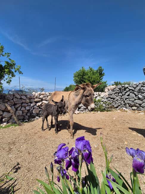 Šmrika (near Rijeka/Krk/Crikvenica) Donkey Farm Family Fun - Two donkey rides for children up to 35 kilograms