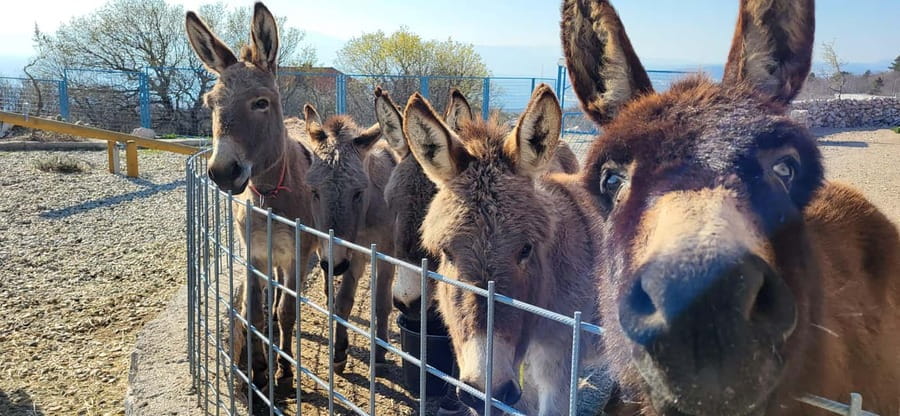Šmrika (near Rijeka/Krk/Crikvenica) Donkey Farm Family Fun - Kvarner views and a playground for waiting parents