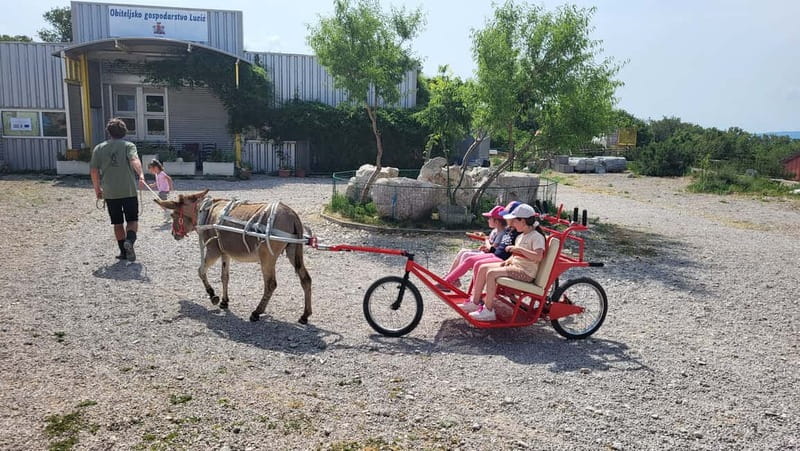 Šmrika (near Rijeka/Krk/Crikvenica) Donkey Farm Family Fun - Meeting the donkeys without a fence between you