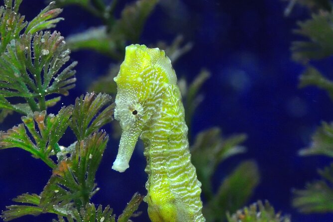 Snorkeling tour Makarska Riviera, islands of Hvar or Brač - Who will enjoy this trip most
