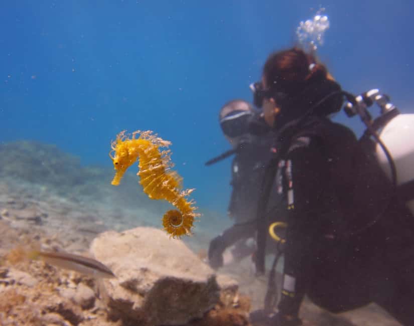 Split-Makarska-Brela Try SCUBA Dive - Key Points About the Brela Underwater Experience