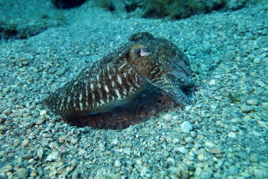Split-Makarska-Brela Try SCUBA Dive - What the Teaching Feels Like Underwater