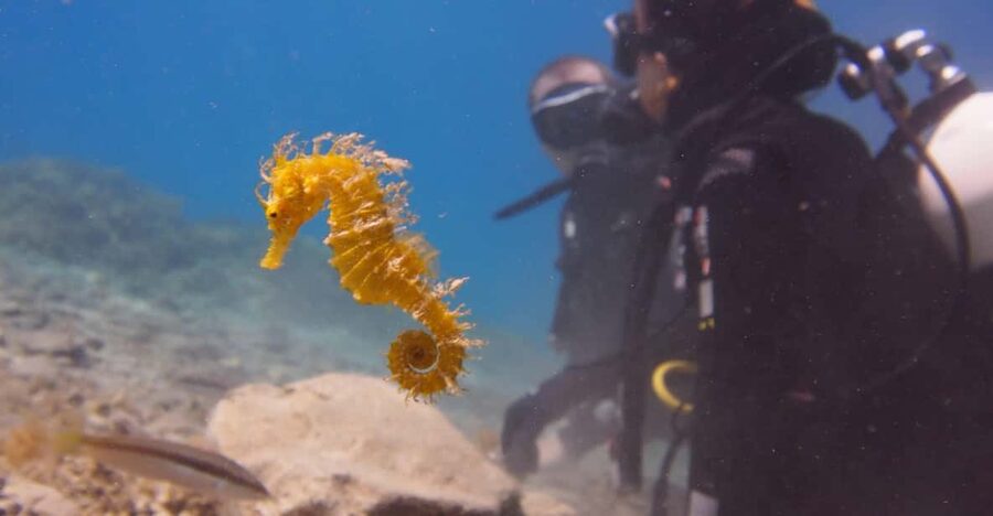 Split-Makarska-Brela Try SCUBA Dive - Why This Private Format Matters for Beginners