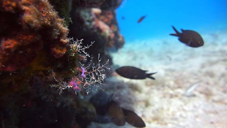 Split-Makarska-Brela Try SCUBA Dive - Photos and Videos After the Session