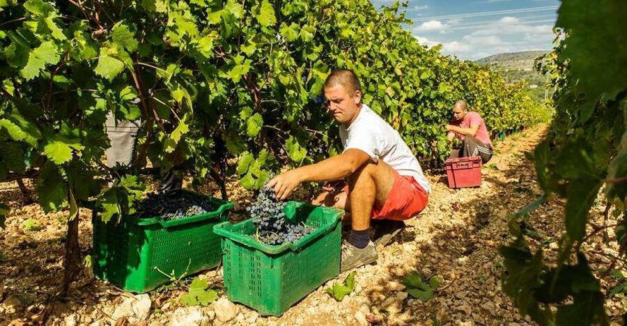 Split or Trogir: Krka Waterfalls & Wine and Food tasting - Why Krka makes the day worth taking