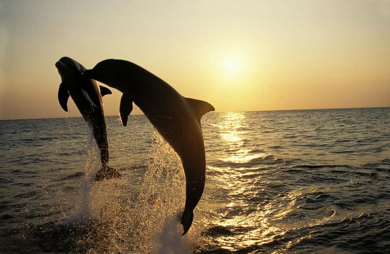 Sunset Dolphin Cruise with Dinner – Medulin Archipelago - Setting Sail From Medulin Harbour