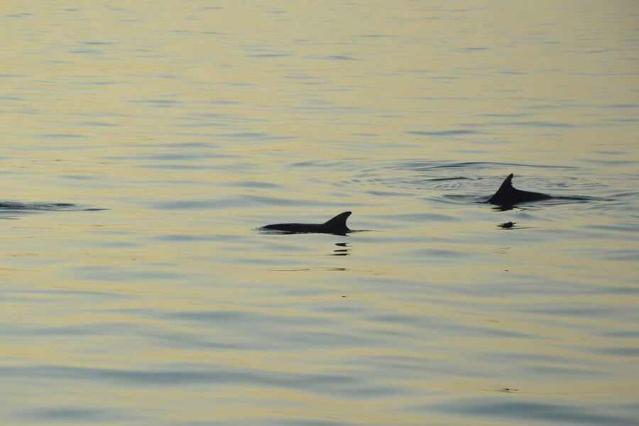 Sunset Dolphin Cruise with Dinner – Medulin Archipelago - Practical Details That Matter