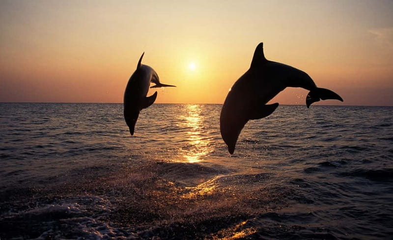 Sunset Dolphin Cruise with Dinner – Medulin Archipelago - The Medulin Archipelago at Sunset