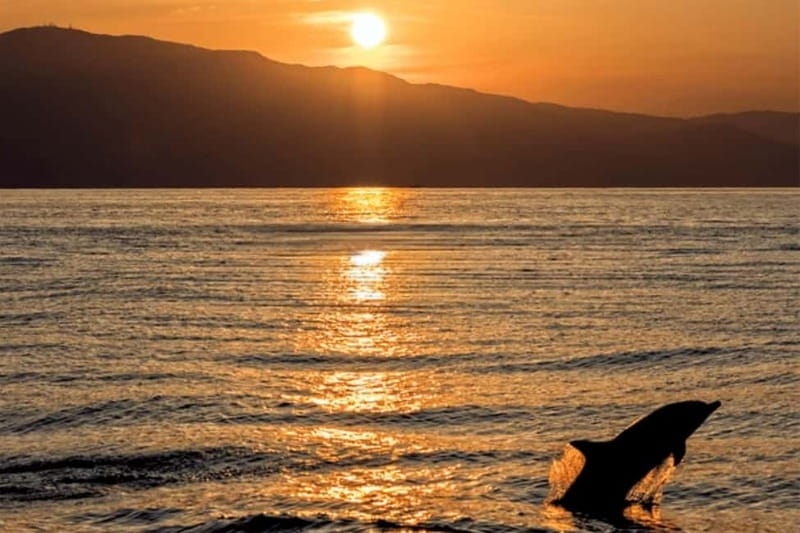 Sunset Dolphin Cruise with Dinner – Medulin Archipelago - Porer Lighthouse and Otočić Porer