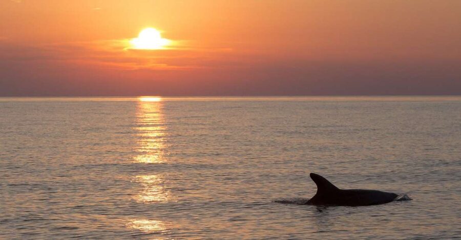 Sunset Dolphin Cruise with Dinner – Medulin Archipelago - Unlimited Drinks and the Real Value of $45