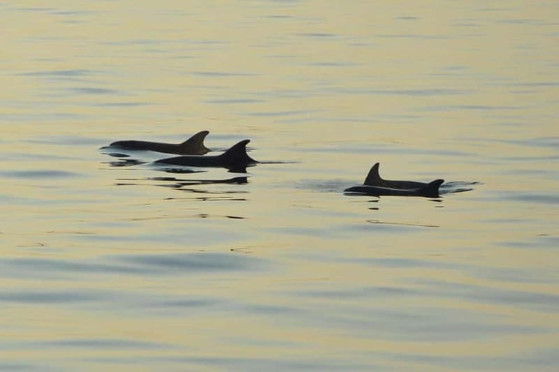 Sunset Dolphin Cruise with Dinner – Medulin Archipelago - Passing Cape Kamenjak by Boat