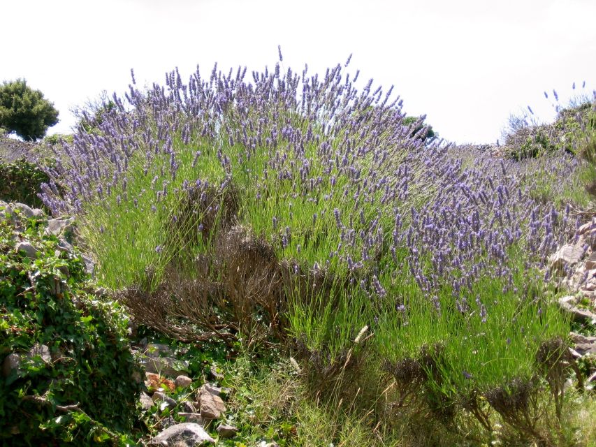 The Best of Hvar in a Day with Wine tasting and Local Dinner - Vrboska and its narrow canal