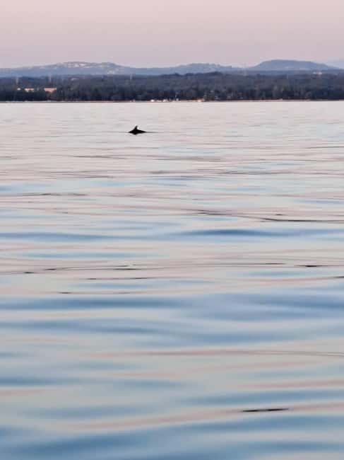 Umag: Dolphinwatching & sunset panorama tour - Leaving Fontana for the open Adriatic