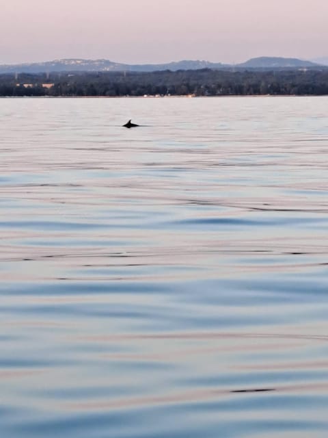 Umag: Dolphinwatching & sunset panorama tour - Passing Savudrija Lighthouse