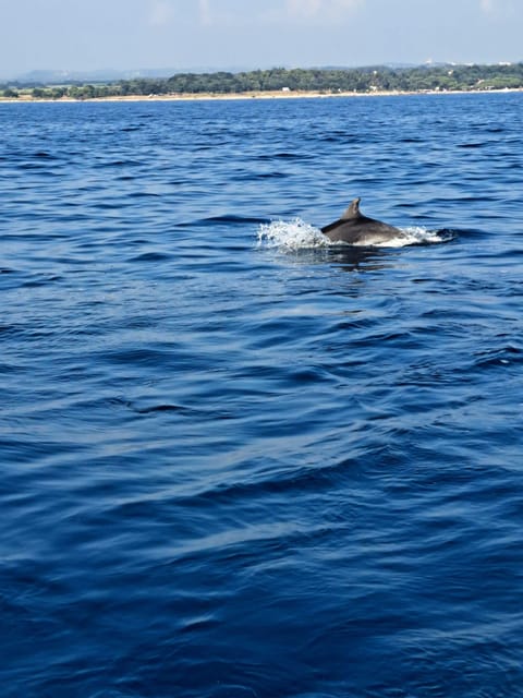 Umag: Dolphinwatching & sunset panorama tour - What $41 gets you