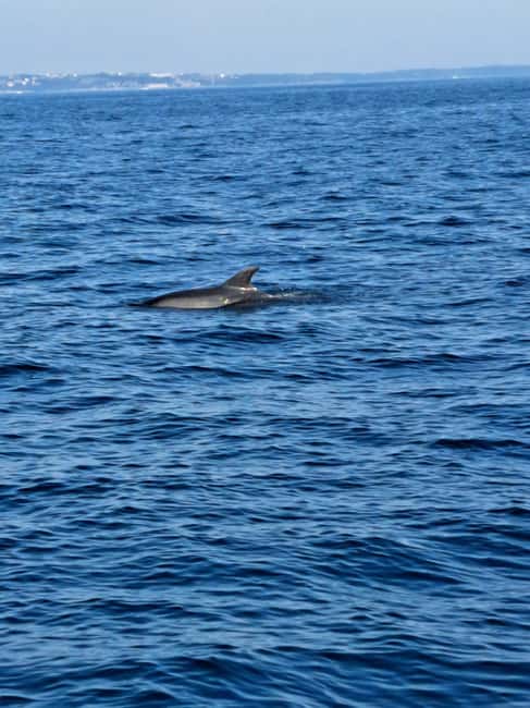 Umag: Dolphinwatching & sunset panorama tour - Comfort, restrictions, and who should skip it