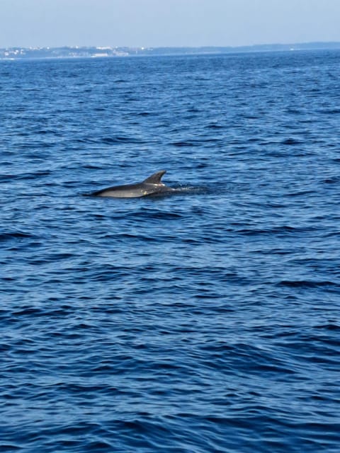 Umag: Dolphinwatching & sunset panorama tour - Booking, cancellation, and practical planning