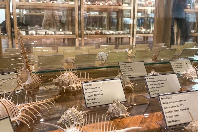 Visit Shell Museum Cavtat - Why a shell museum works well in Cavtat