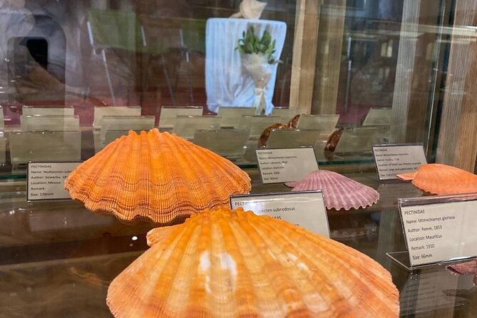 Visit Shell Museum Cavtat - Who will enjoy this museum most