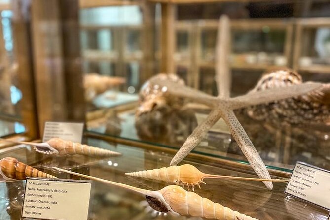 Visit Shell Museum Cavtat - Inside the collection: colors, shapes, and shell formations