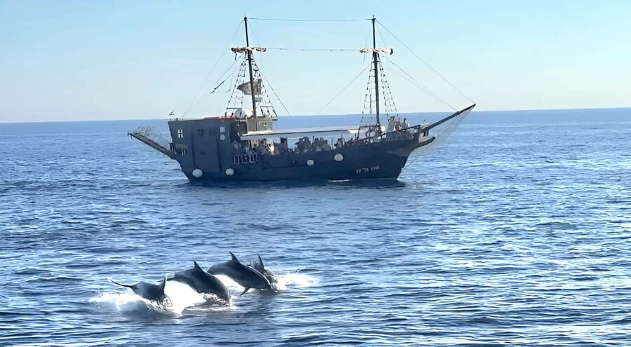 Vrsar: Dolphin Watching Boat Ride - What the two-hour route gives you