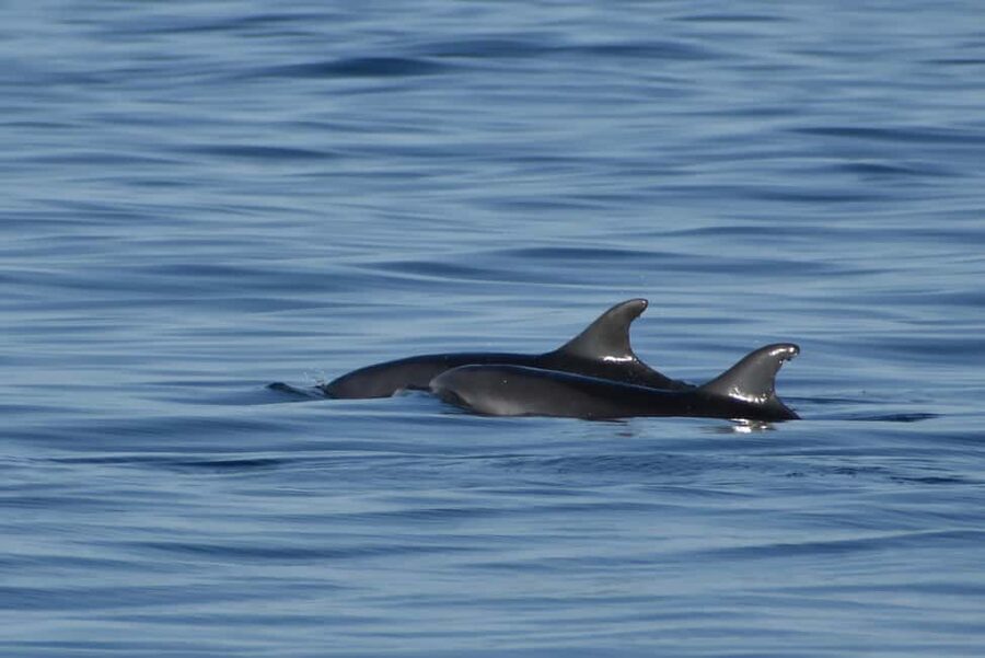 Vrsar: Dolphin Watching Boat Ride - Drinks and the relaxed side of the cruise