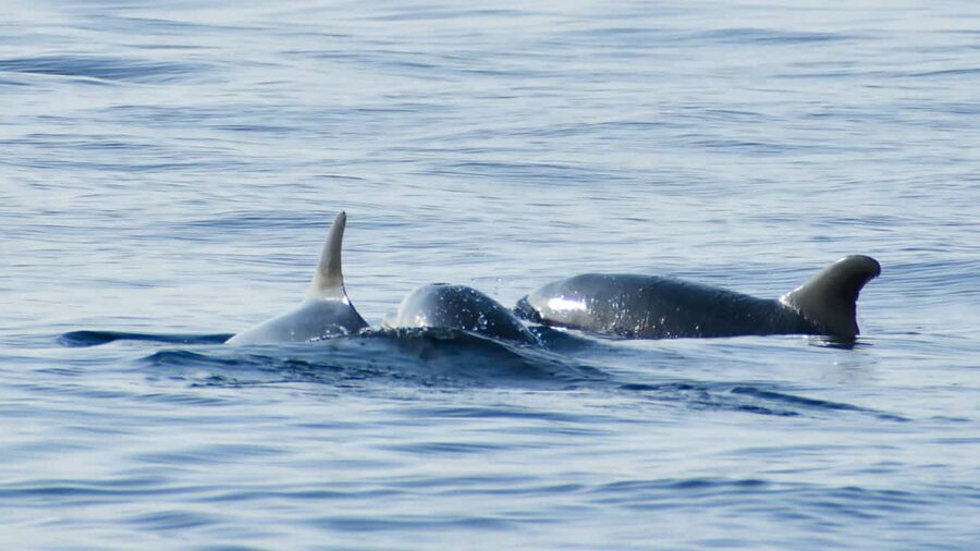 Vrsar: Dolphin Watching Boat Ride - Why the Vrsar views matter